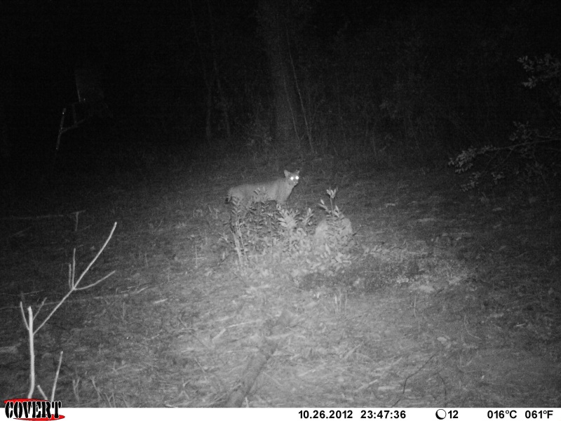 Bobcat captured on a Covert Game Camera