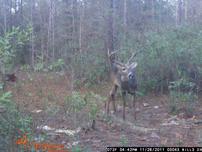 A young eight point at ATCO Plantation