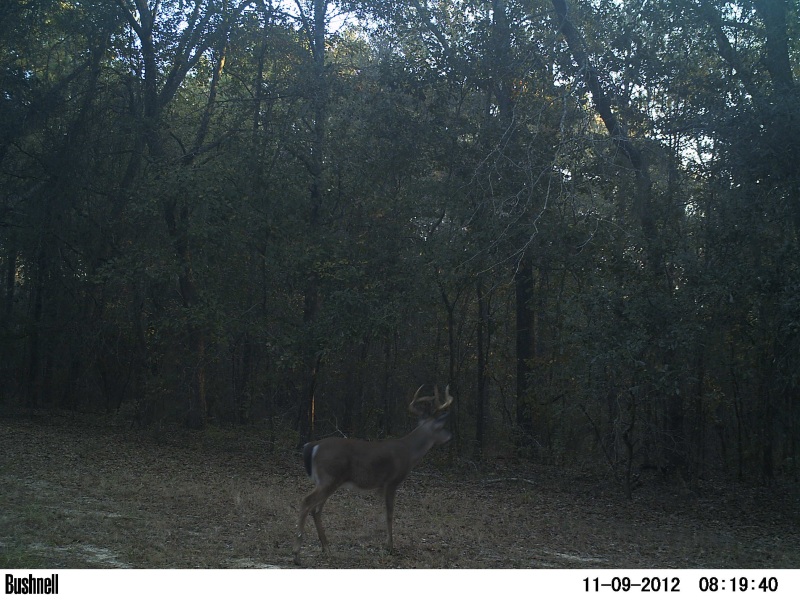 A yound buck waiting on the rut at ATCO Plantation