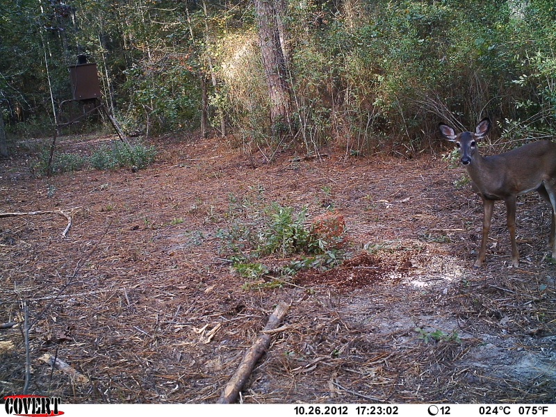 A doe with black outline on her ears at ATCO Plantation