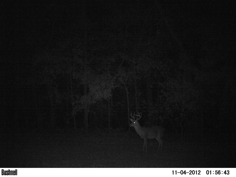 Night moving buck at ATCO Plantation