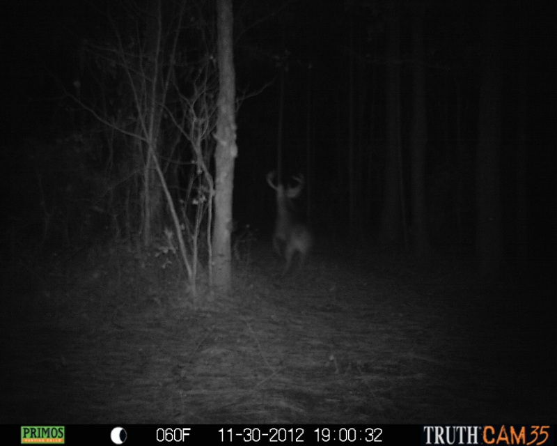 A large buck on the move at ATCO Plantation