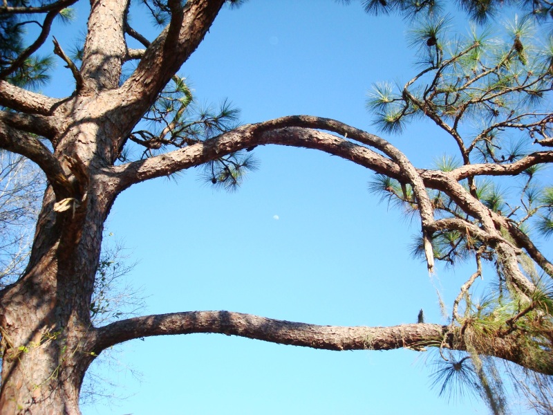 Tall Pine Tree at ATCO Plantation