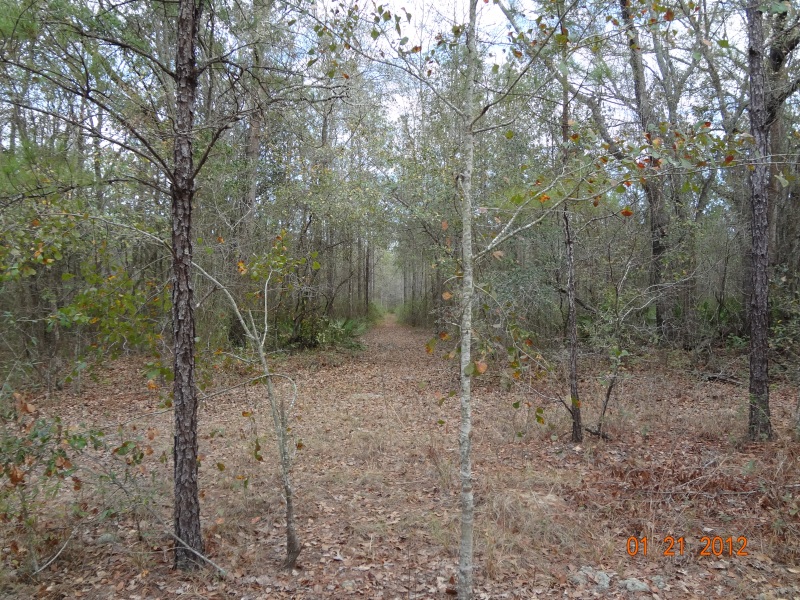 View from a deer stand at ATCO Plantation