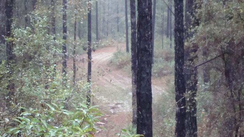 Food Plot view from a deer stand at ATCO Plantation