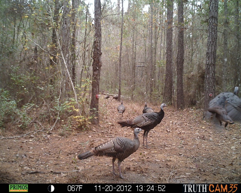 Wild turkeys sparring at ATCO Plantation